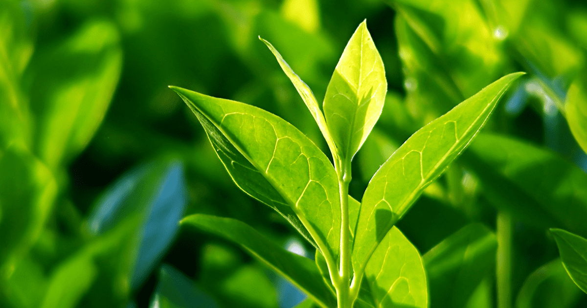 Flavonoids: The Unsung Heroes of Skincare Sciences