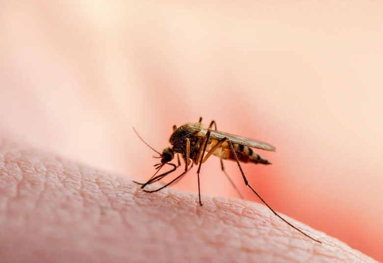 The Science of Itch Relief: How EGCG and Quercetin Calm Mosquito Bites