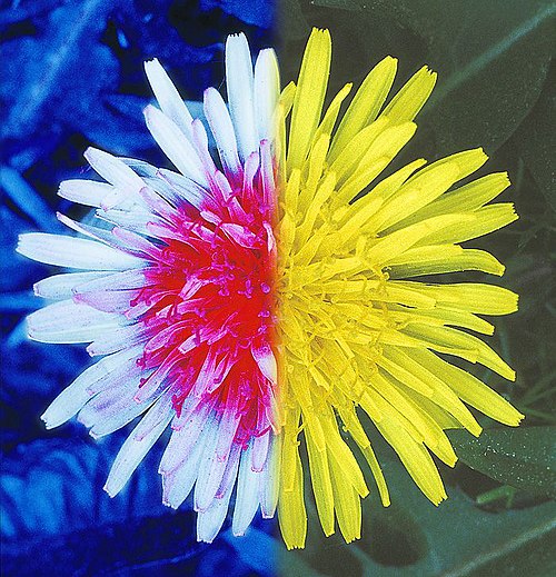 Flavonoids: The Hidden Architects of Spring’s Beauty